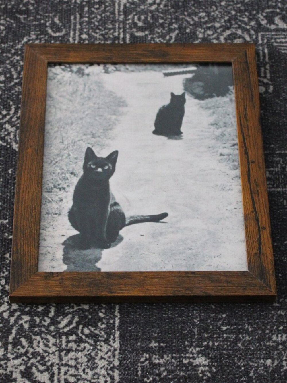 Vintage Black Cats Outdoor Photo Print 8x10 Retro Pet Portrait Wall Decor Art